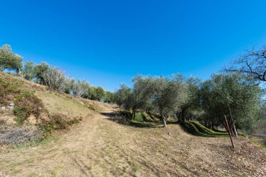 Arka planda açık mavi gökyüzü bulunan Garda Gölü kıyısında Olive Trees (Lago di Garda), Garda Kasabası, Verona Eyaleti, Veneto, İtalya, Güney Avrupa.