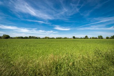 Baharda yeşil buğday tarlası olan kırsal alan, Padan Ovası veya Po Vadisi (Pianura Padana, İtalyan). Mantua ili, İtalya, Güney Avrupa.