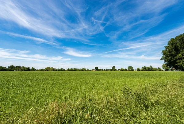 Krajobraz Wiejski Zielonym Polem Pszenicy Wiosnę Padan Plain Lub Valley — Zdjęcie stockowe