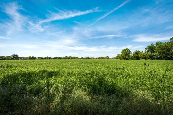 Сільський Ландшафт Зеленими Полями Пшениці Навесні Рівниною Падан Або Долиною — стокове фото