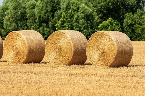 Tři Balíky Sena Řadě Letním Slunném Dni Zelenými Stromy Pozadí — Stock fotografie