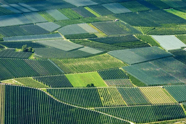 Veduta Aerea Molti Meleti Con Rete Antigrandine Estate Valsugana Valle — Foto Stock