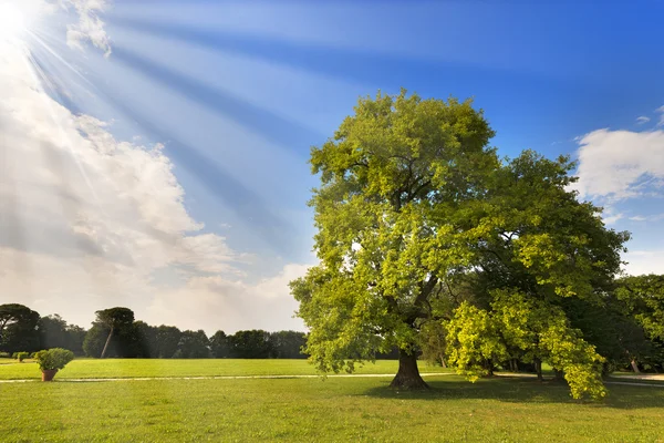 Grote eiken boom op een groene weide — Stockfoto