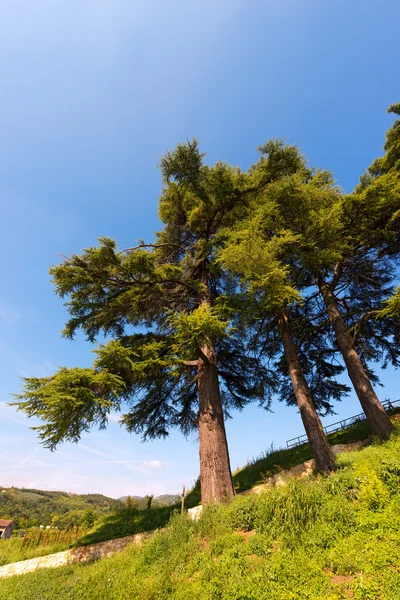 Cedrii Libanului - Cedrus Libani — Fotografie, imagine de stoc