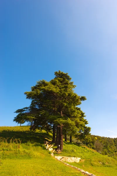 Cedros do Líbano - Cedrus Libani — Fotografia de Stock