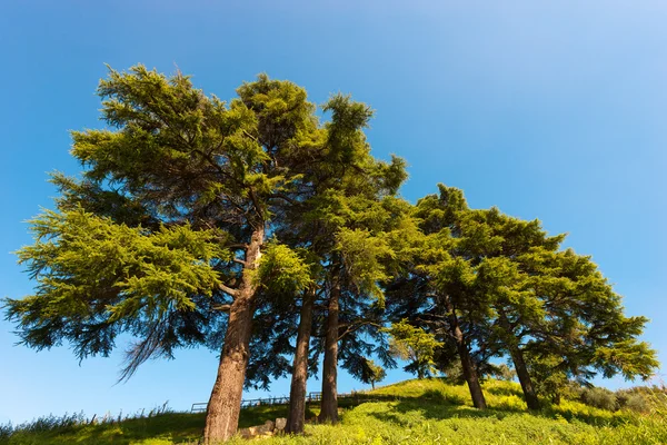 Кедры Ливана - Cedrus Libani — стоковое фото