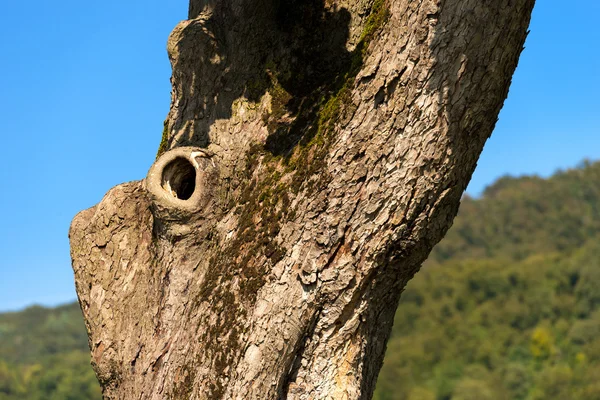Chestnut Tree Trunk - Detail