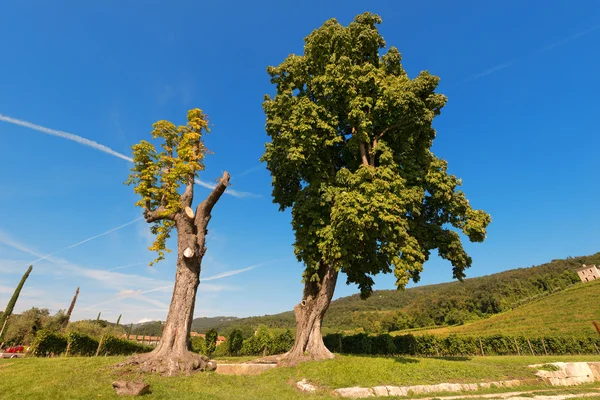 Castane Arbori — Fotografie, imagine de stoc