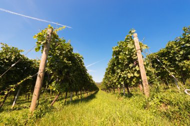 İtalyan üzüm bağları - valpolicella şarap