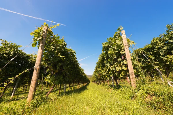 Viñedos italianos - Vino Valpolicella — Foto de Stock