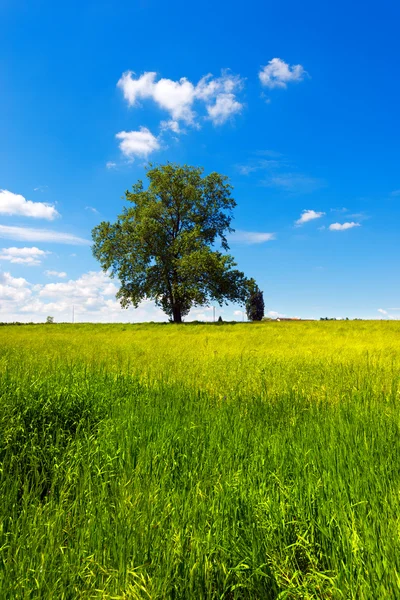 Alan ağaç ve mavi gökyüzü — Stok fotoğraf