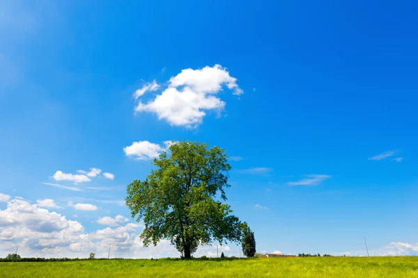 Veld boom en blauwe hemel — Stockfoto