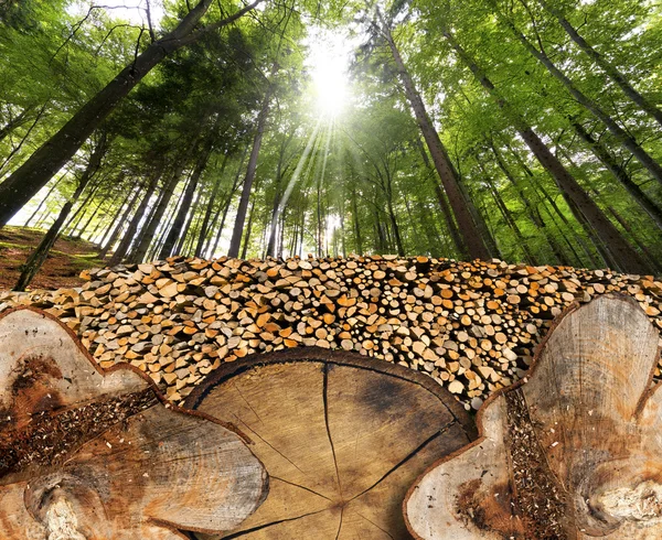 Seções de tronco na floresta — Fotografia de Stock