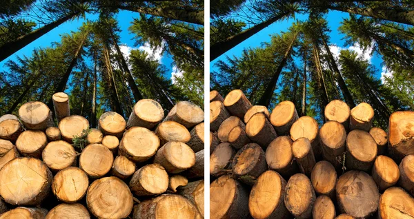 Logs de madeira com floresta no fundo — Fotografia de Stock