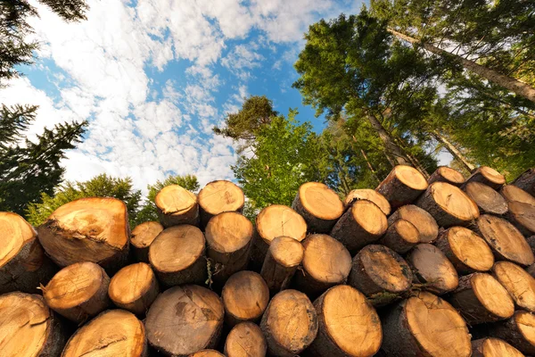 Tronchi di legno con foresta sullo sfondo — Foto Stock