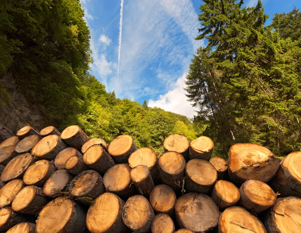 Tronchi di legno con foresta sullo sfondo — Foto Stock