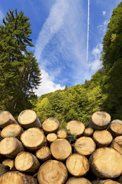 Wooden Logs with Forest on Background — Stock Photo, Image