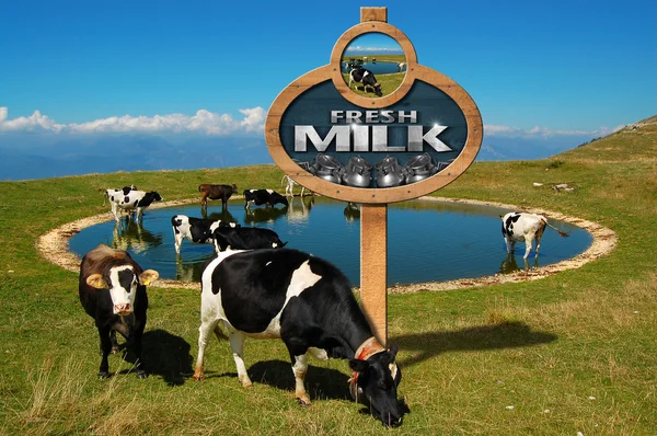 Φρέσκο γάλα - ξύλινη ταμπέλα με βόσκουν αγελάδες — Φωτογραφία Αρχείου