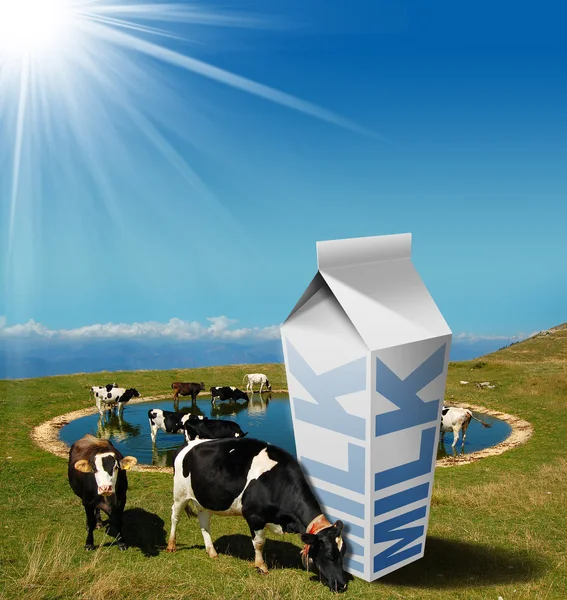 Krávy na pastvě s mlékem nápojový karton — Stock fotografie