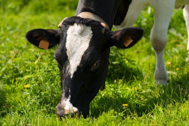 inek bir çayır üzerinde yeşil çim yeme