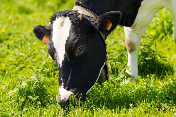 Mucca che mangia erba verde su un prato — Foto Stock