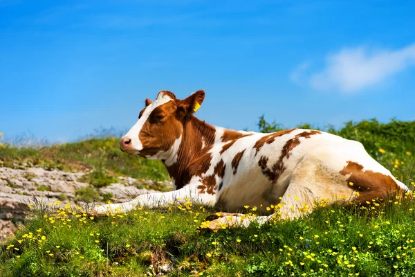 Vitello su un pascolo estivo di montagna — Foto Stock