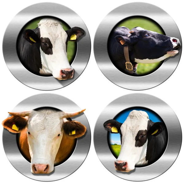 Kruhové symboly s hlavami krav — Stock fotografie
