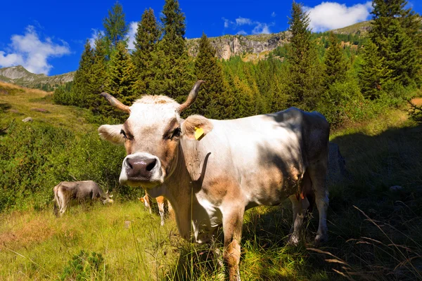 Fehér és barna tehén-hegy — Stock Fotó