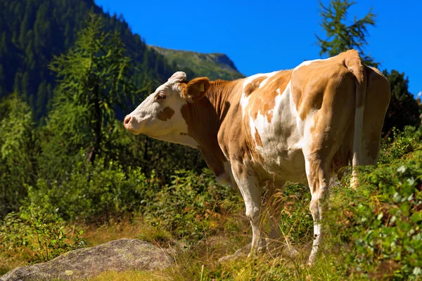 Vache blanche et brune en montagne — Photo