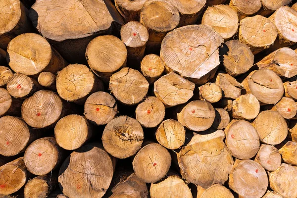 Holzstämme von Kiefern gestapelt — Stockfoto