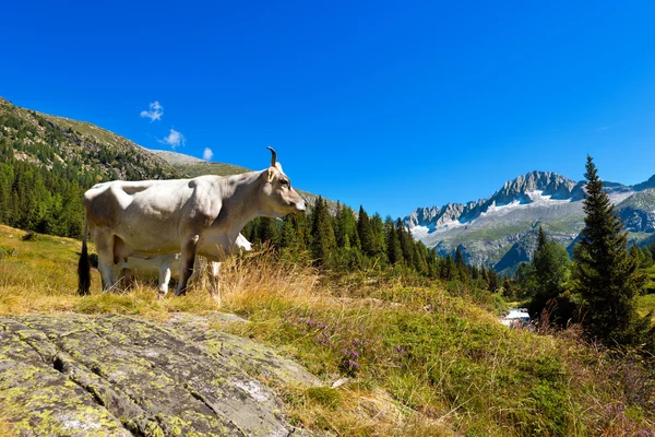 Bílé a hnědé krávy ve vysokých horských — Stock fotografie