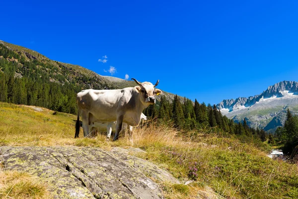 Bílé a hnědé krávy ve vysokých horských — Stock fotografie