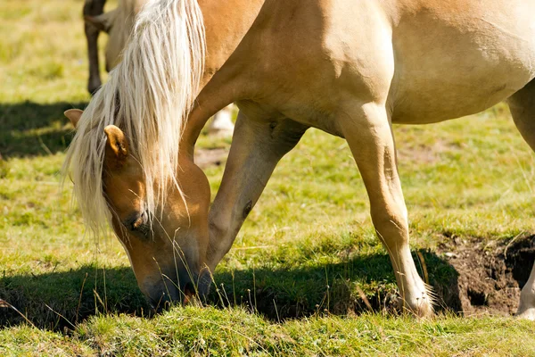Cavallo al pascolo in un pascolo verde — Foto Stock