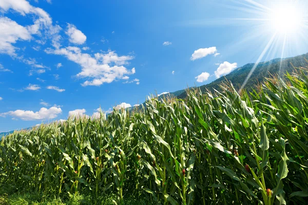 Kukorica zöld mező, hegy - Trentino-Olaszország — Stock Fotó