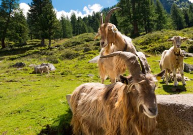Dağ keçileri Alp peyzaj - İtalya