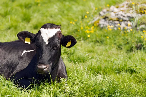 Svart och vit ko vilar på gröna betesmark — Stockfoto