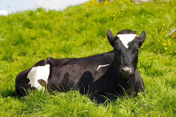 Vaca preta e branca descansando no pasto verde — Fotografia de Stock