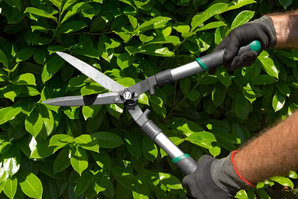 Professional Gardener Pruning a Hedge — Stock Photo, Image