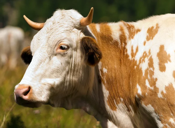 Hnědá a bílá kráva s rohy — Stock fotografie