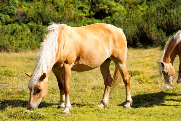 Caballos salvajes - Parque Nacional de Adamello Brenta — Foto de Stock