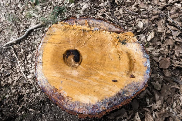 Tronco de árvore cortada na floresta — Fotografia de Stock
