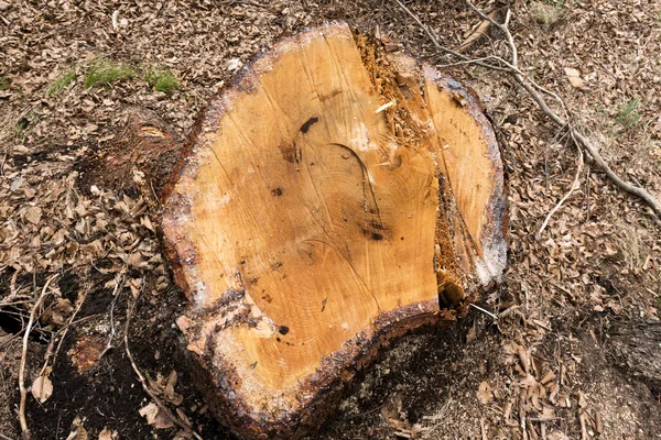 Tronco de árvore cortada na floresta — Fotografia de Stock