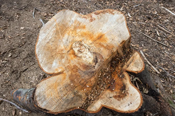 Tronco de árvore cortada na floresta — Fotografia de Stock