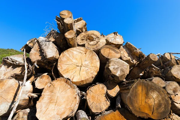 Holzstämme am blauen Himmel — Stockfoto