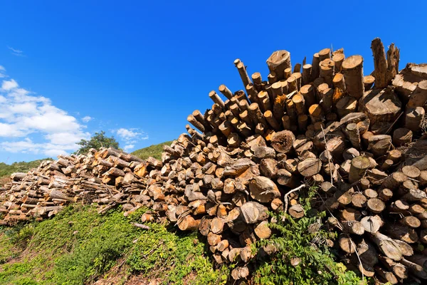 Holzstämme und Äste am blauen Himmel — Stockfoto