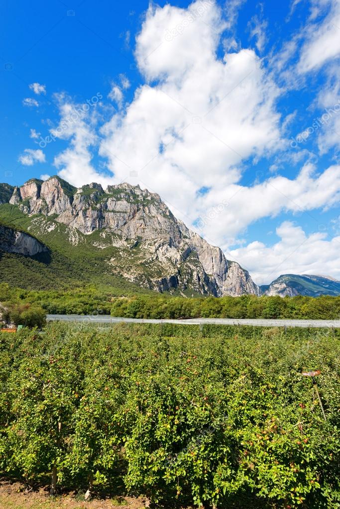 Apple Orchards in Sarca Valley - Trentino Italy