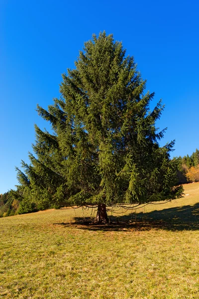 秋の大きな松の木 — ストック写真