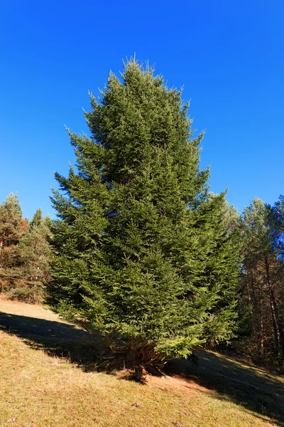 Large Pine Tree in Autumn Stock Picture