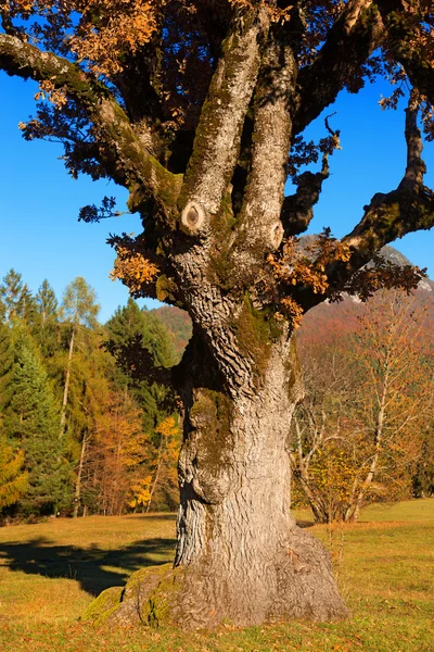 Oude eikenboom in de herfst — Stockfoto