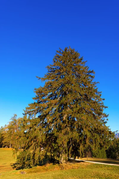 Великого соснового дерева восени — стокове фото